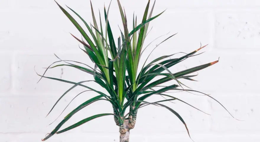 Dracaena marginata con hojas verdes y bordes rojizos. Consejos para sus cuidados y mantenimiento.