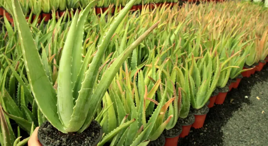 Un primer plano de una planta de aloe vera en maceta, con filas de plantas de aloe vera en el fondo. Los cuidados del aloe vera son sencillos.
