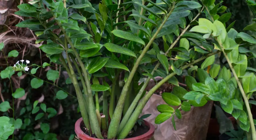 Planta de zamioculca en maceta marrón, con hojas verdes brillantes y tallos gruesos. Perfecta para interiores, sus cuidados son mínimos.
