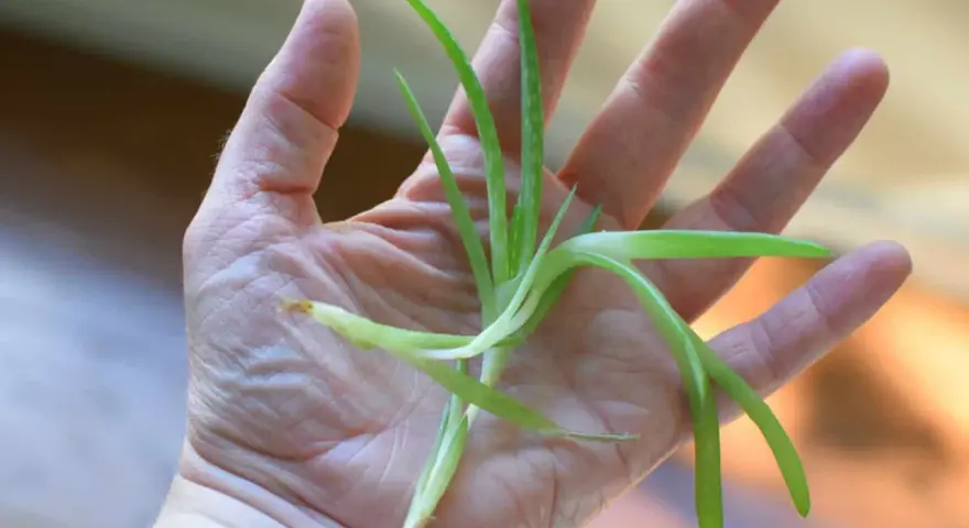 Una mano sostiene un pequeño brote de aloe vera, listo para reproducir.