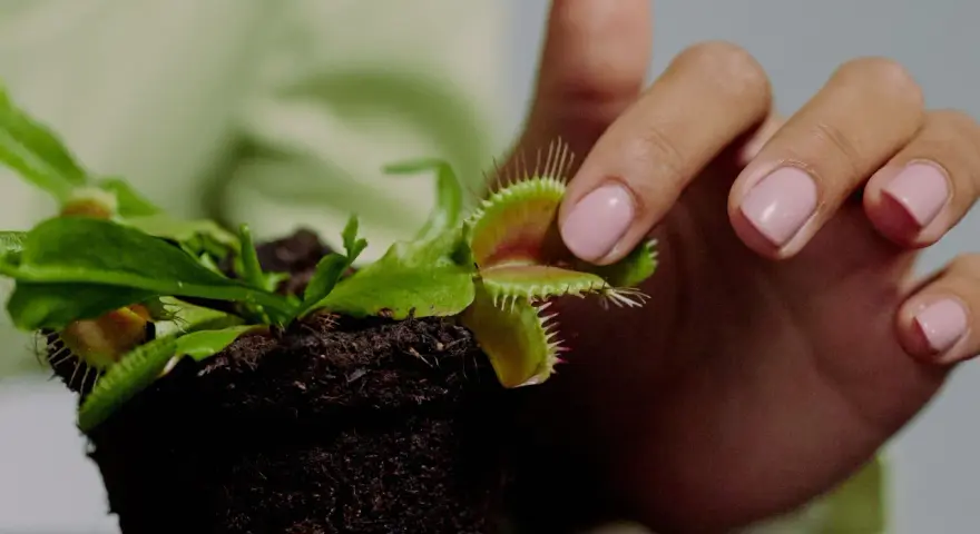 Mano con uñas rosas tocando delicadamente una planta carnívora, mostrando sus trampas. Cuidados de planta carnívora.