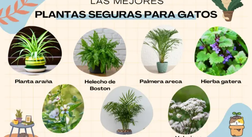 Plantas no tóxicas para gatos: planta araña, helecho de Boston, palmera areca, hierba gatera, calathea, palmera de salón y valeriana.