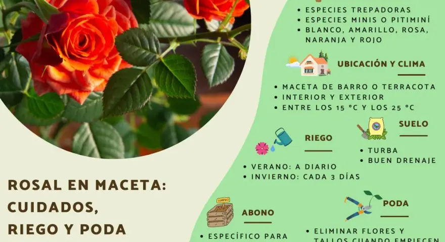 Rosal en maceta: cuidados, riego y poda. Consejos para mantener tus rosas sanas y hermosas.