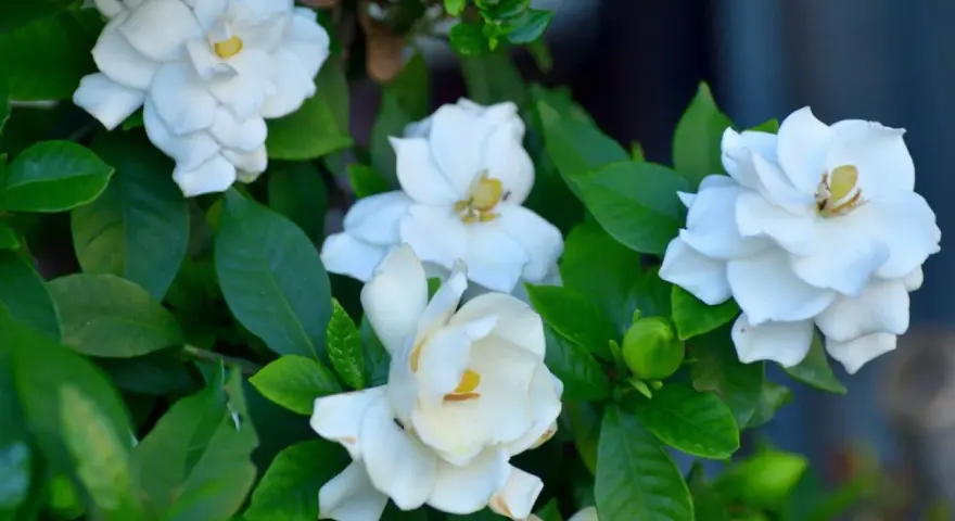 Gardenias blancas florecen, sus pétalos delicados y hojas verdes. Consejos de gardenia cuidados para un jardín radiante.