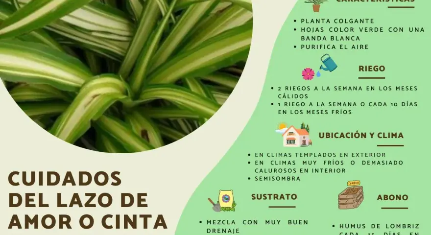 Planta cinta con hojas verdes y blancas, ideal para colgar. Purifica el aire y requiere cuidados específicos de riego, ubicación y sustrato.