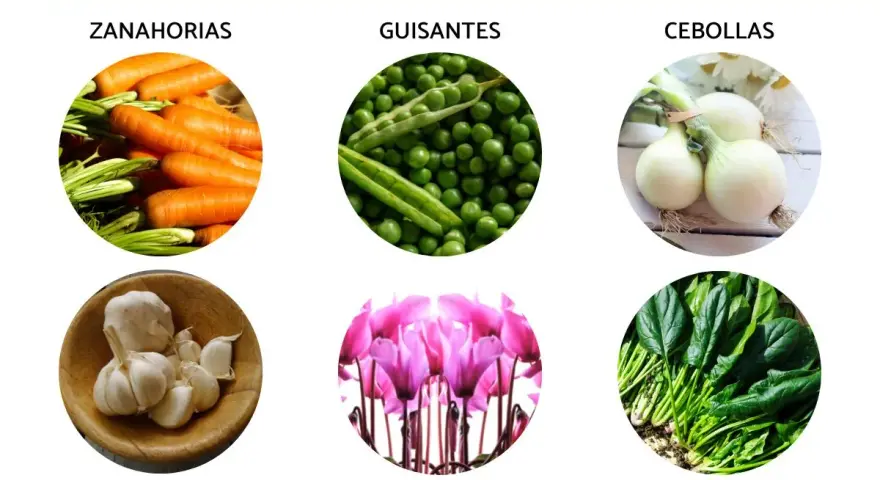 Ideas para que plantar en septiembre en maceta: zanahorias, guisantes, cebollas, ajos, ciclámenes y espinacas.