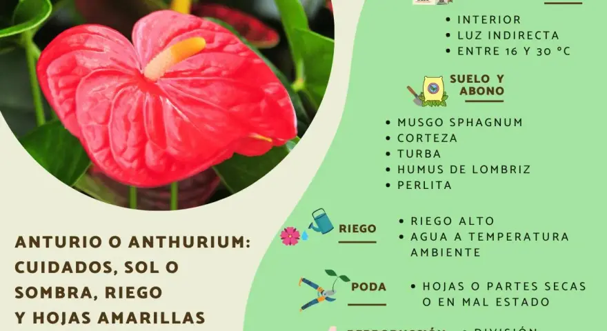 Anturio rojo brillante, ideal para interior con luz indirecta. El anturio es de sombra, no de sol directo.