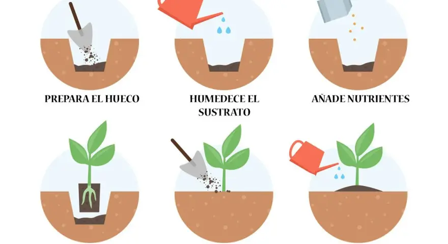 Pasos para saber cuándo trasplantar: prepara el hueco, humedece, añade nutrientes, pon la planta, tápala y riega.