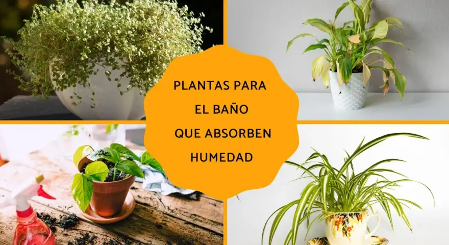 Cuatro imágenes de plantas de interior, incluyendo una planta de araña en una taza de té, ideales como plantas para el baño que absorben humedad.