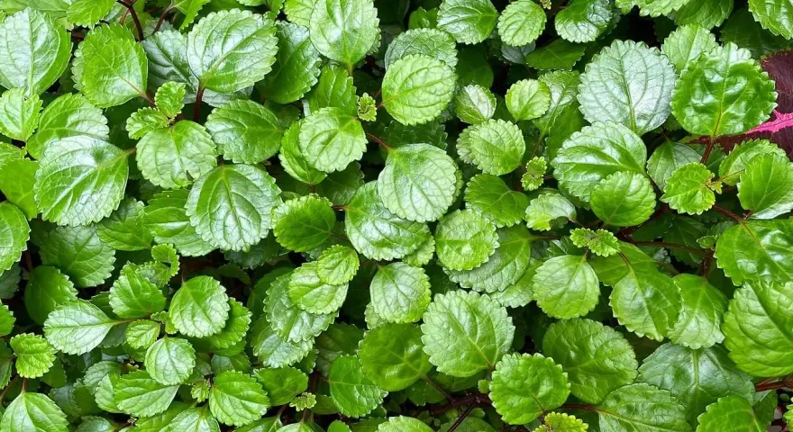 Planta del dinero interior o exterior, con hojas verdes brillantes y bordes dentados, creando un tapiz exuberante.