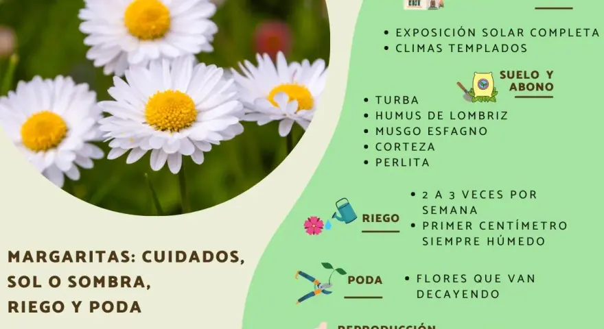 Primer plano de una margarita flor blanca con centro amarillo, rodeada de otras flores y hierba. La imagen incluye consejos de cuidado para margaritas.