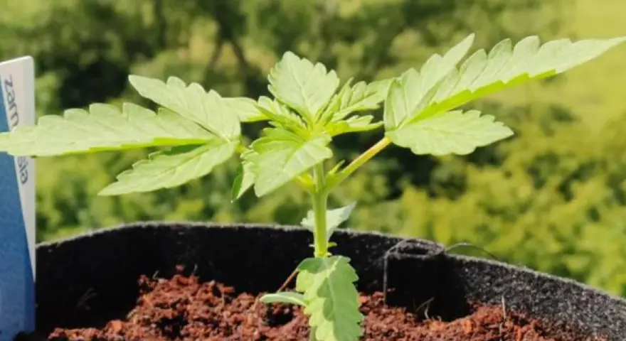 Joven canna planta en maceta, con hojas verdes y tallo delgado, lista para crecer bajo el sol.