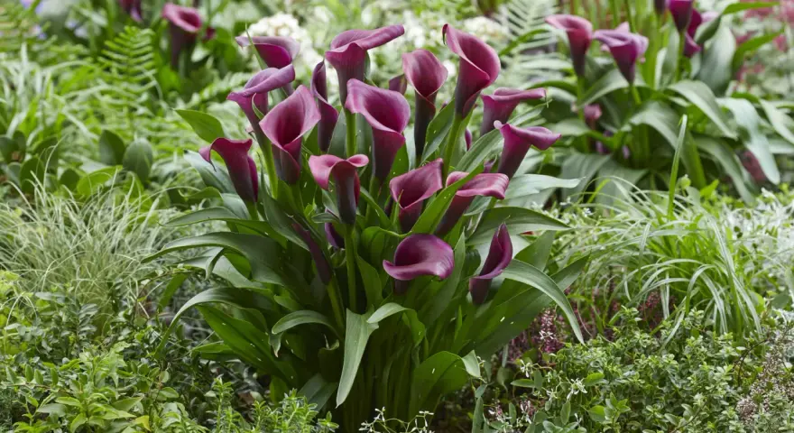 Un grupo de elegantes **plantas cala** de color burdeos profundo florecen entre follaje verde exuberante y otras plantas pequeñas.