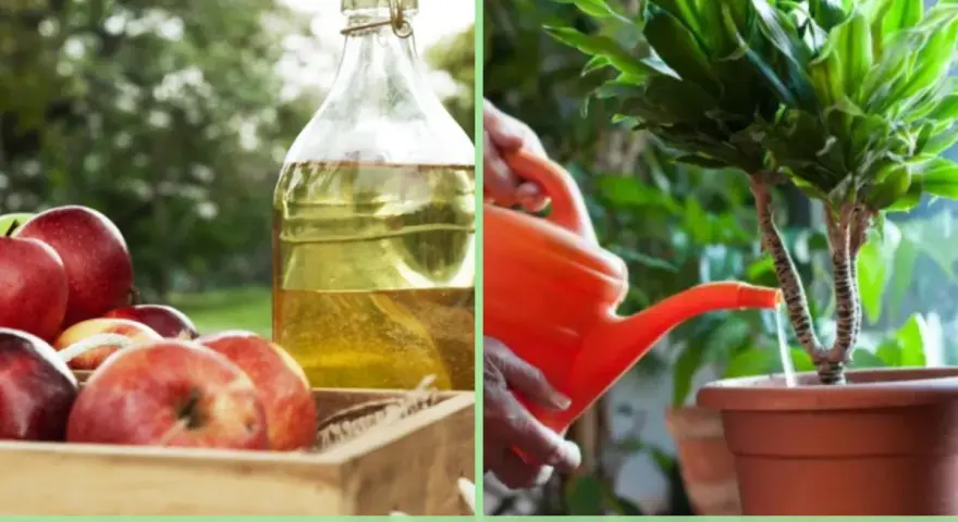 Manos riegan planta con regadera naranja. A un lado, manzanas rojas y botella de vinagre. ¿Vinagre para los geranios?