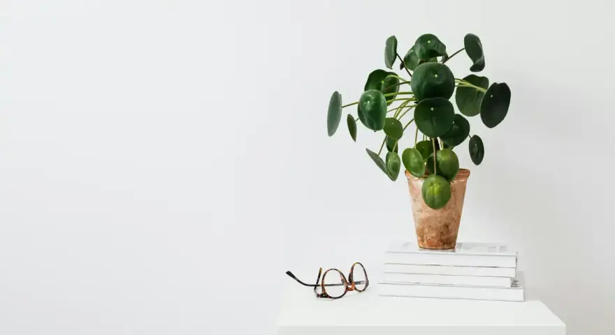 Una planta del dinero china, con hojas redondas y verdes, reposa en una maceta de terracota sobre libros. Unas gafas descansan cerca.