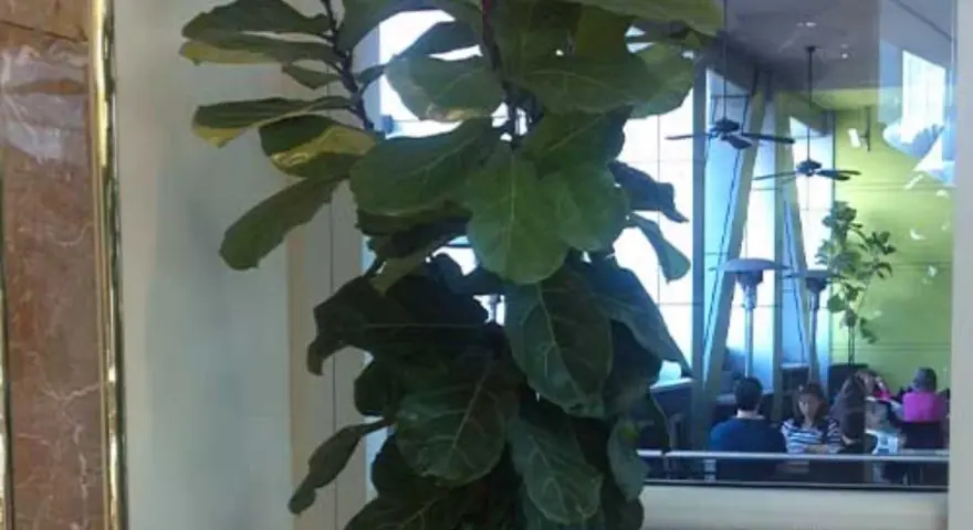 Ficus lyrata con hojas grandes y verdes, ideal para interiores. Sus cuidados son sencillos, necesita luz indirecta y riego moderado.