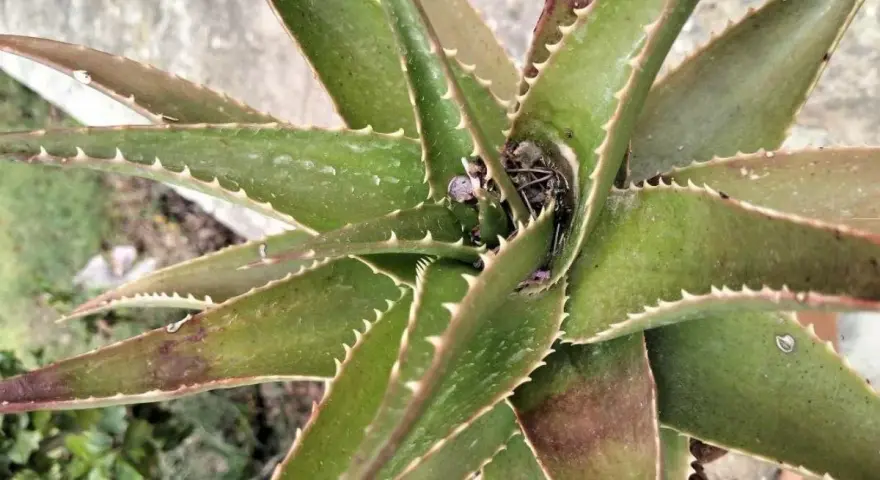 Planta de aloe vera con hojas verdes y espinosas, mostrando algunas manchas marrones que podrían indicar enfermedades.
