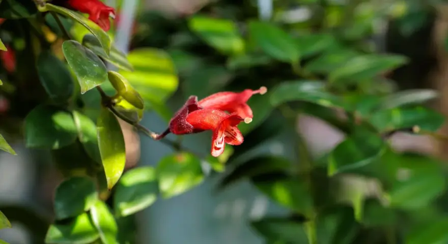 Flor roja de Aeschynanthus, ideal para quienes buscan consejos sobre aeschynanthus cuidados.