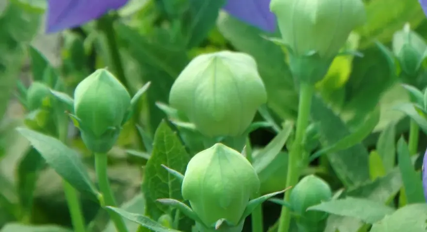 Capullos verdes de platycodon grandiflorus listos para florecer, con pétalos morados desenfocados al fondo.