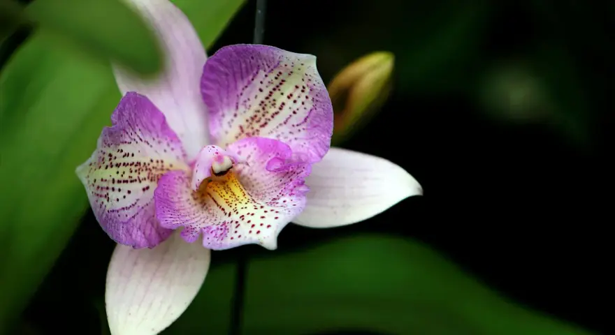 Una orquídea púrpura y blanca, con delicados puntos, se abre majestuosamente. Es un momento especial cuando florecen las orquídeas.