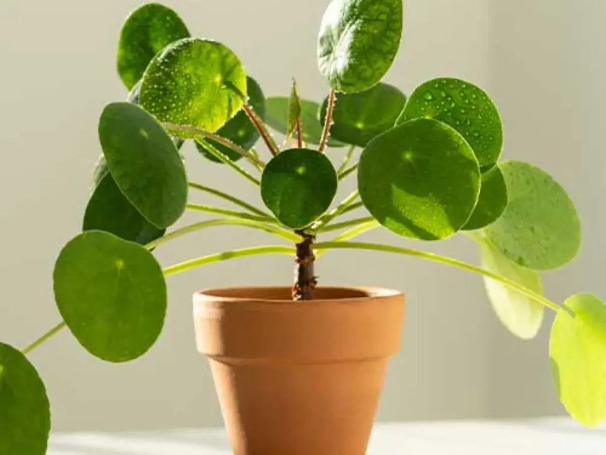 Planta del dinero china con hojas redondas y verdes, algunas con gotas de agua, en una maceta de terracota.