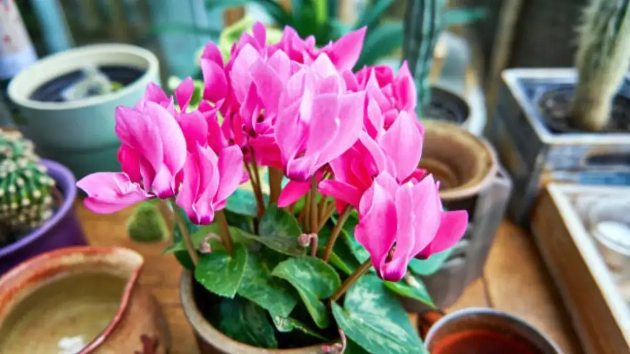 C&iacute;clame rosa vibrante en maceta, ideal para saber qu&eacute; plantar en septiembre en maceta.