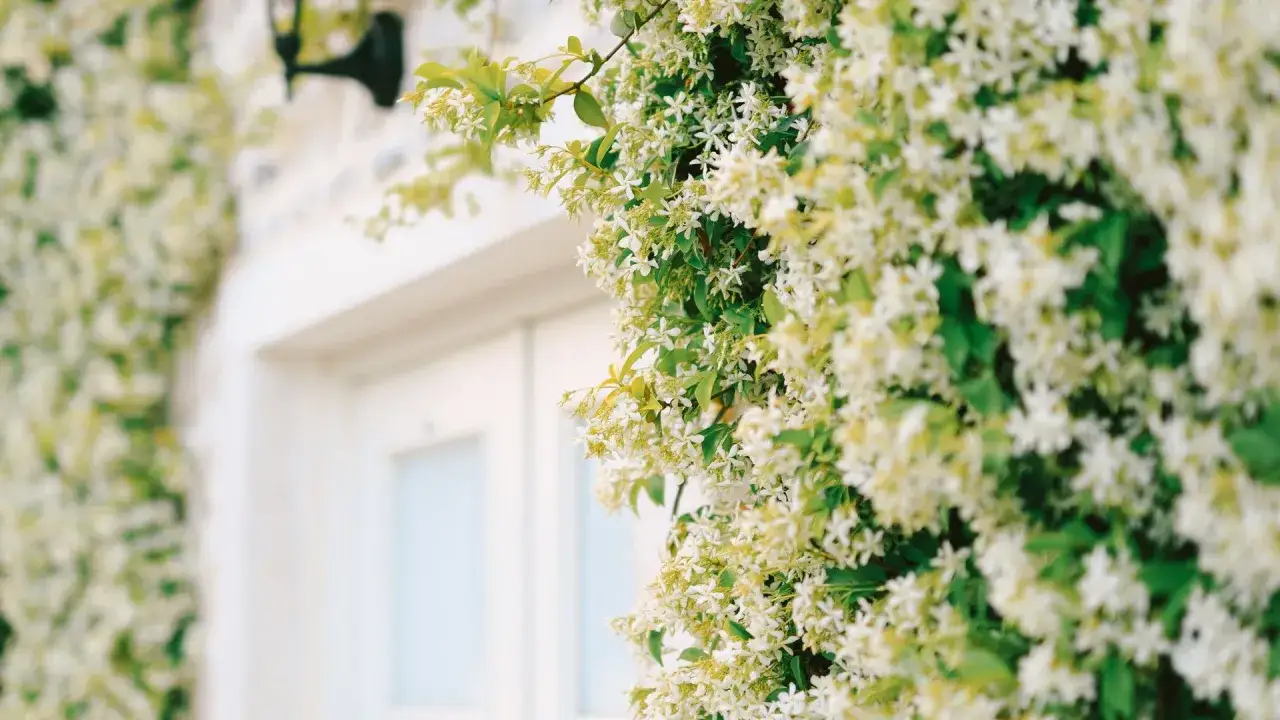 Un jazm&iacute;n en maceta trepa por una pared blanca, cubriendo una ventana y una l&aacute;mpara exterior con sus delicadas flores blancas.