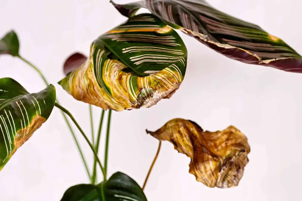 Calathea con hojas amarillas y secas, mostrando el deterioro de la planta.