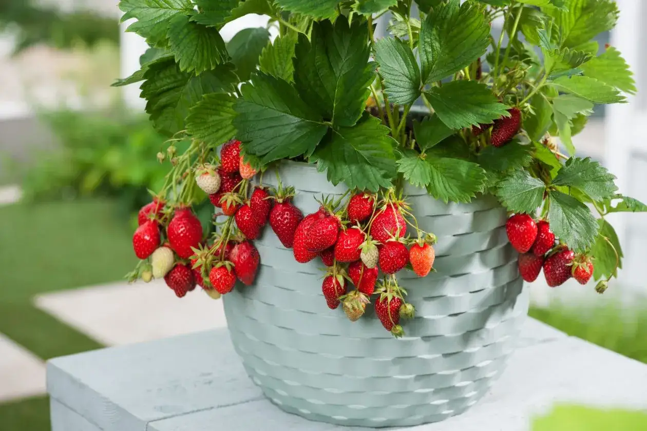 Planta de fresas en maceta, con abundantes frutos rojos y verdes colgando. Las hojas verdes y vibrantes contrastan con las fresas maduras.