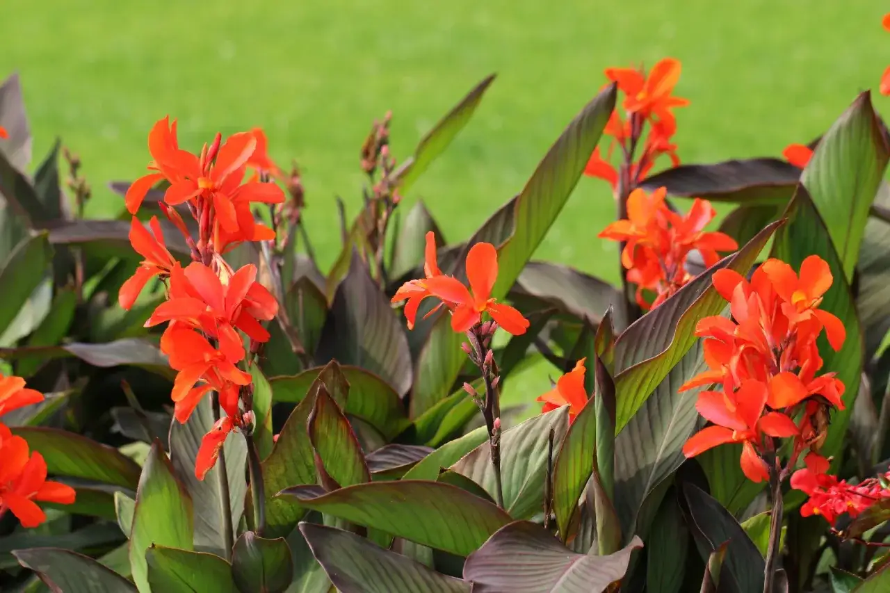 Flores naranjas vibrantes de la canna planta, con hojas verdes oscuras y un fondo de c&eacute;sped verde.