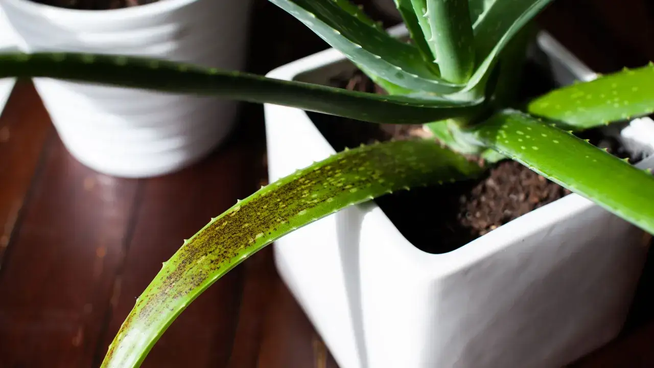 Planta de aloe vera en maceta blanca con manchas marrones en una hoja, indicando posibles enfermedades.