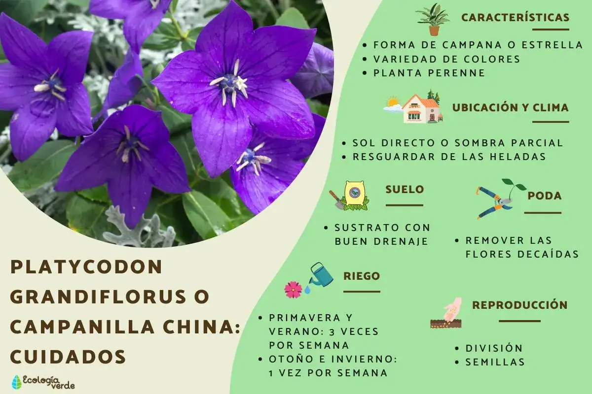Flores moradas de Platycodon grandiflorus, también conocida como campanilla china, con consejos de cuidado.
