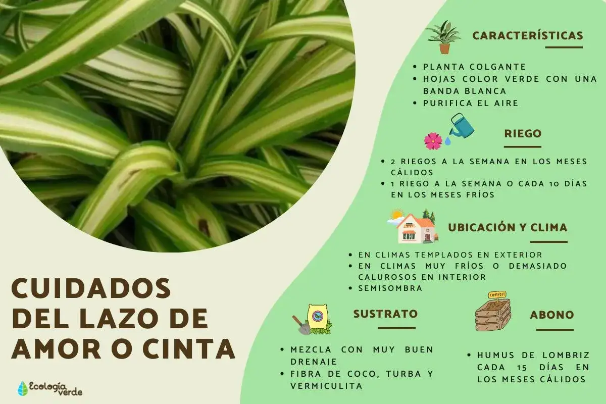 Planta cinta con hojas verdes y blancas, ideal para colgar y purificar el aire. Aprende sus cuidados de riego, ubicaci&oacute;n y sustrato.