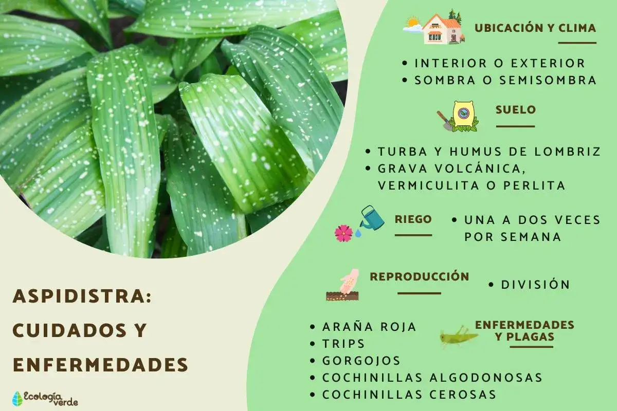 Aspidistra: cuidados y enfermedades. Hojas verdes con manchas blancas, consejos de ubicaci&oacute;n, suelo, riego, reproducci&oacute;n y plagas.