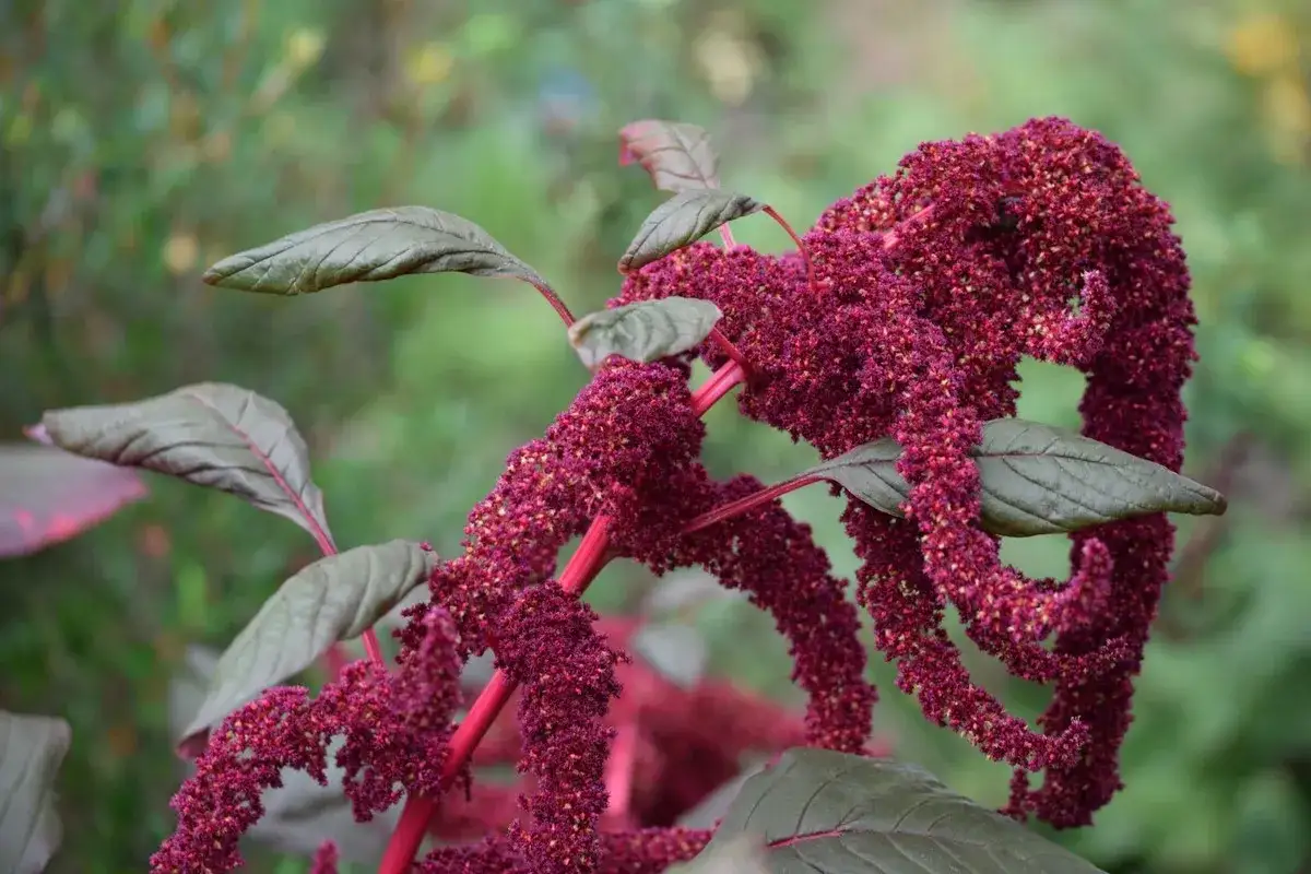 La amaranta planta luce sus racimos de flores rojas intensas y hojas verdes oscuras, como cascadas de terciopelo en un jard&iacute;n.