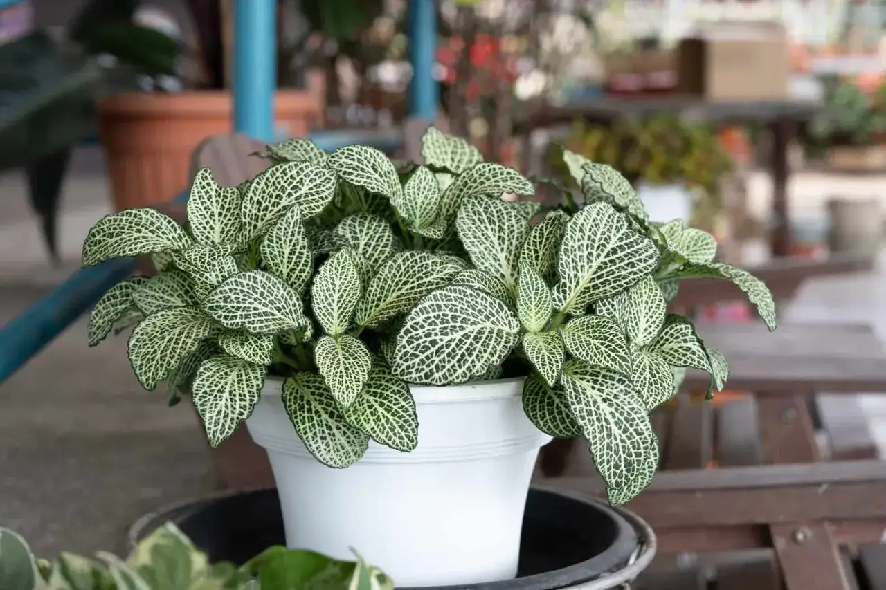 Planta Fittonia con hojas verdes y blancas, ideal como plantas no t&oacute;xicas para gatos. Perfecta para decorar tu hogar con seguridad.