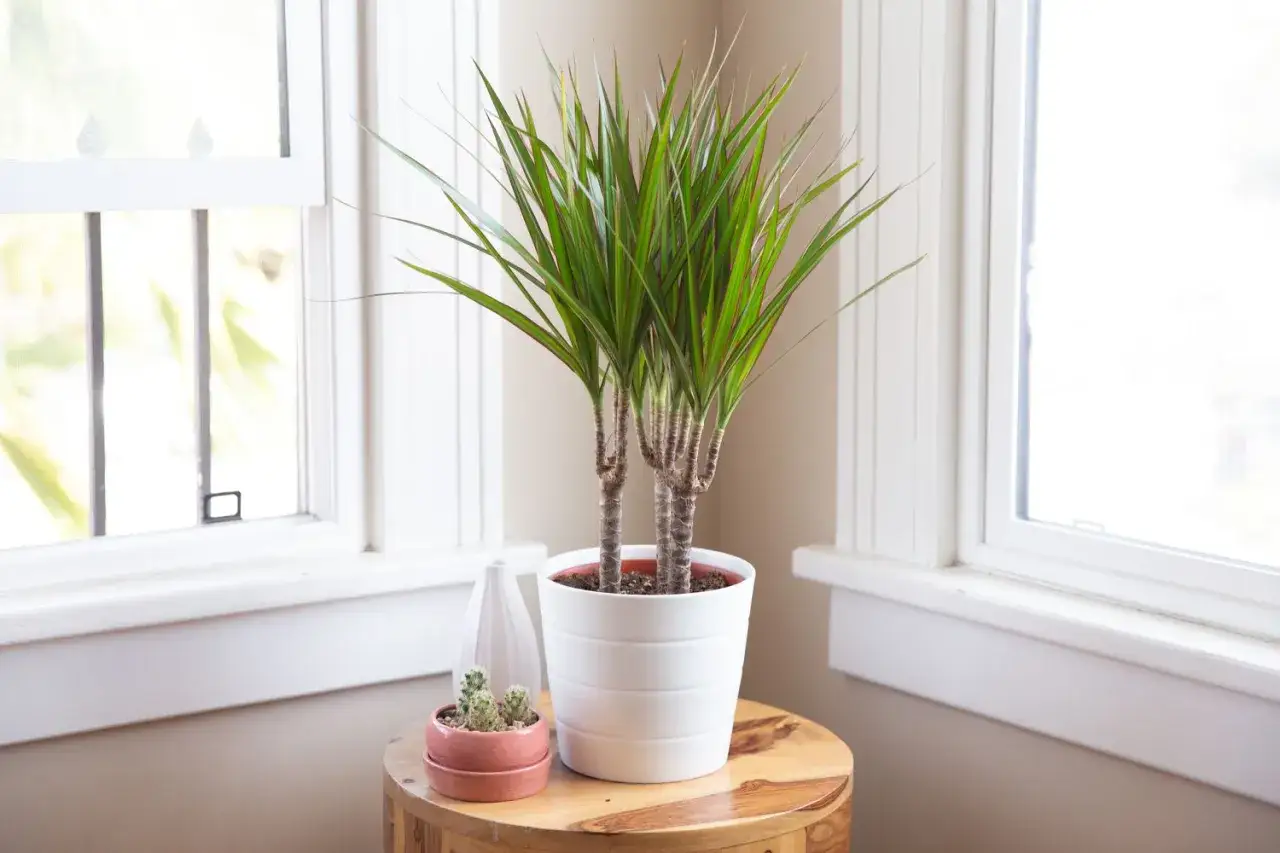 Dracaena marginata cuidados: planta de interior con hojas verdes y bordes rojizos en maceta blanca, junto a un pequeño cactus en maceta rosa, cerca de una ventana.