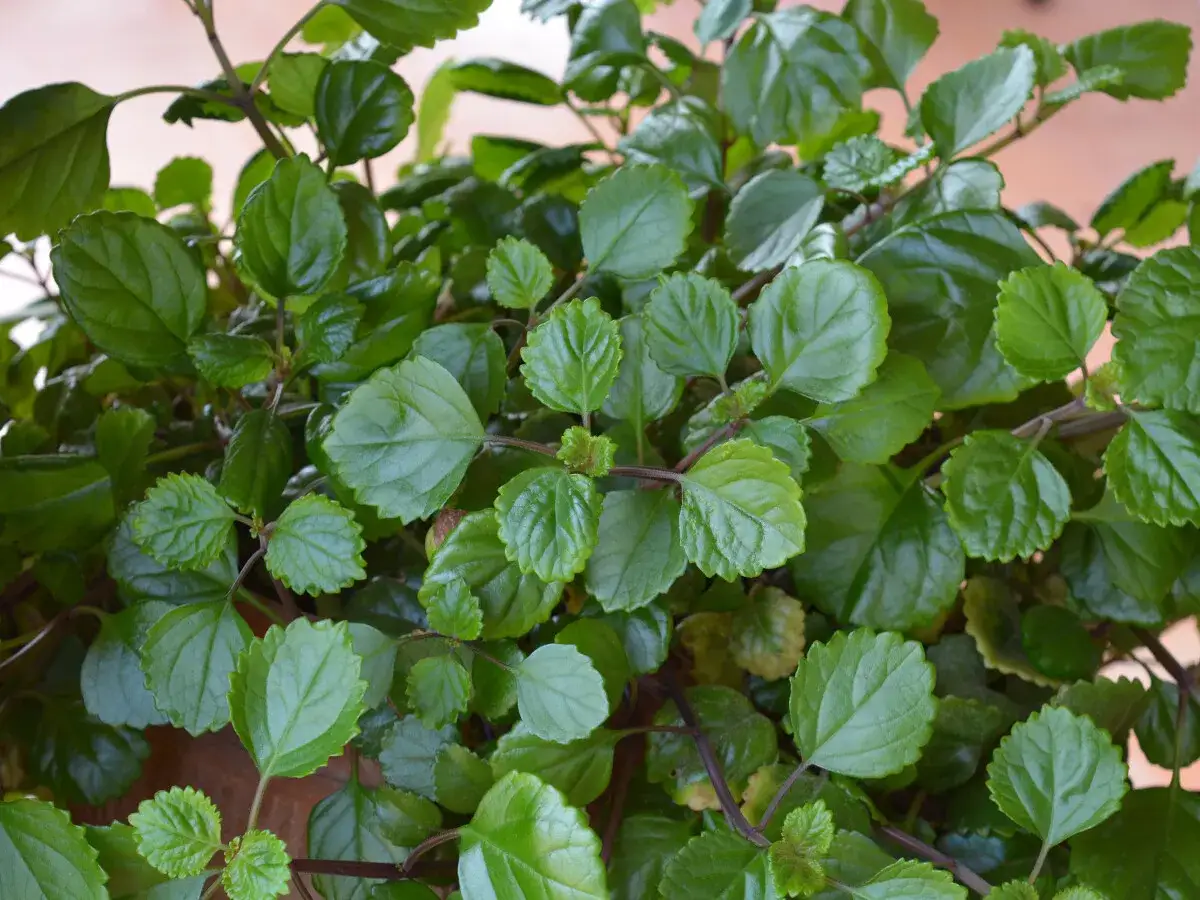 Planta del dinero interior o exterior, con hojas verdes brillantes y bordes dentados, que aporta frescura a cualquier espacio.