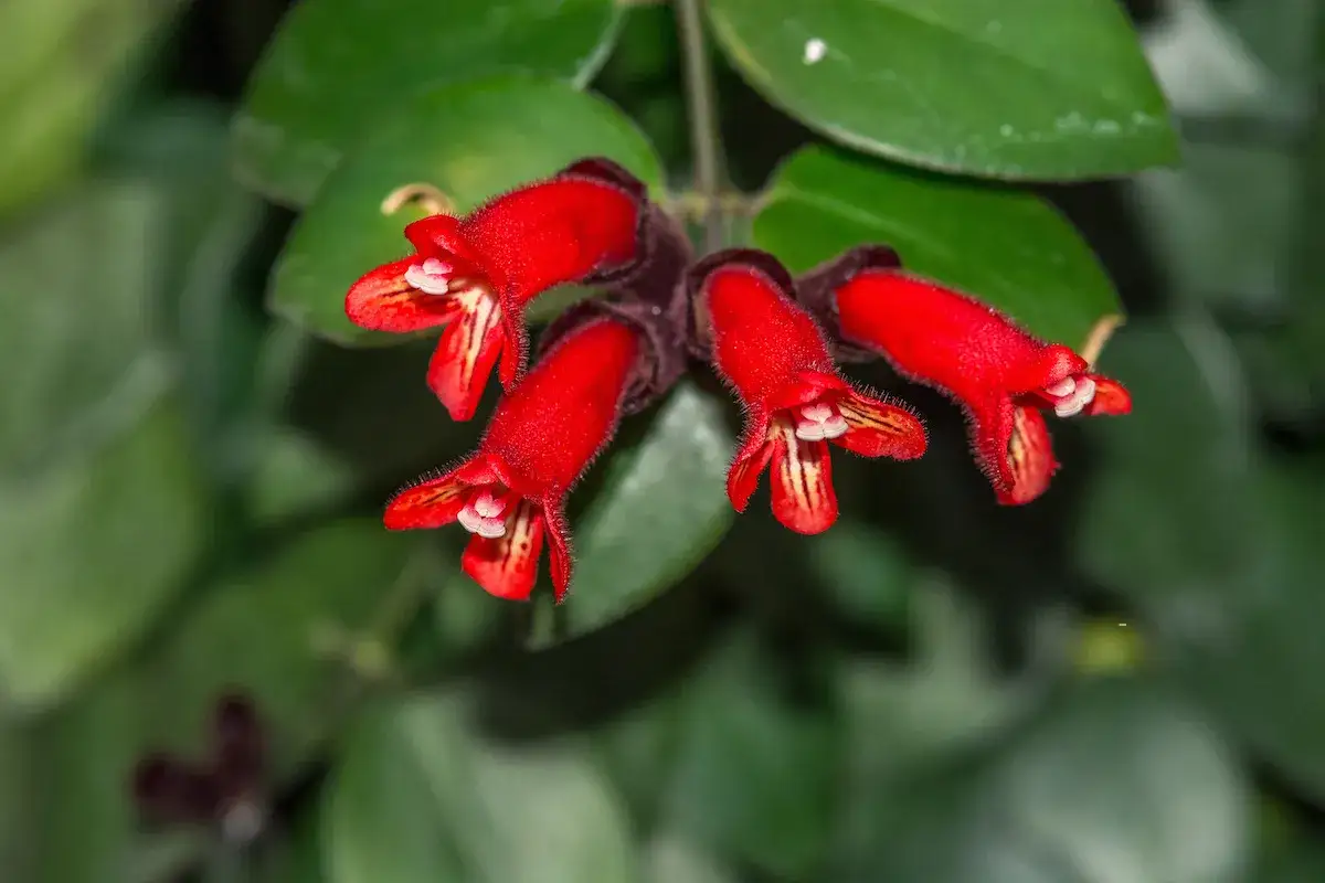 A group of vibrant red Aeschynanthus flowers, resembling tiny trumpets, bloom against a backdrop of lush green leaves. Proper aeschynanthus cuidados ensure such beautiful blossoms.