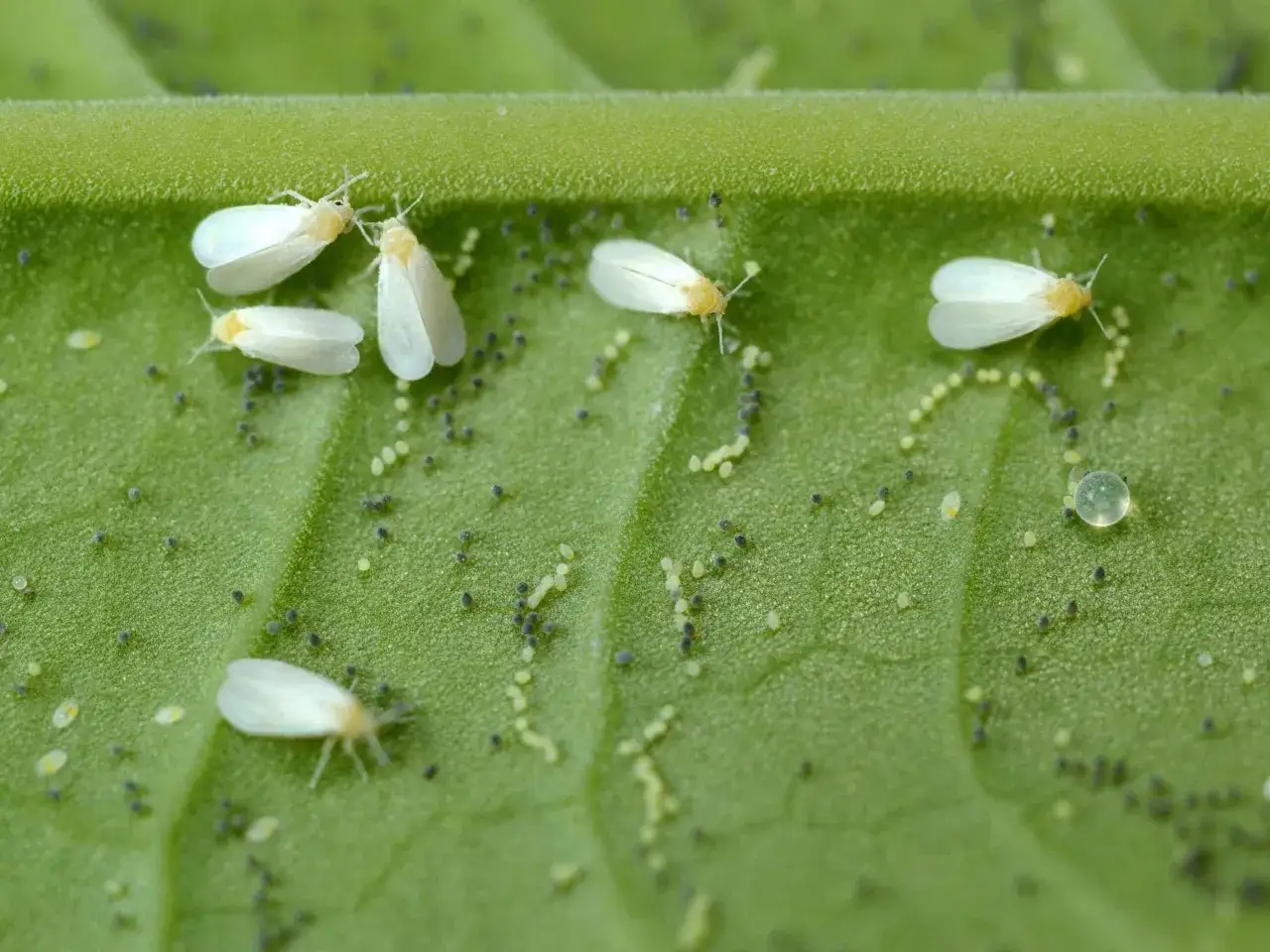 Pequeñas moscas blancas y sus huevos cubren una hoja verde. Estos insectos son una plaga común en las plantas.