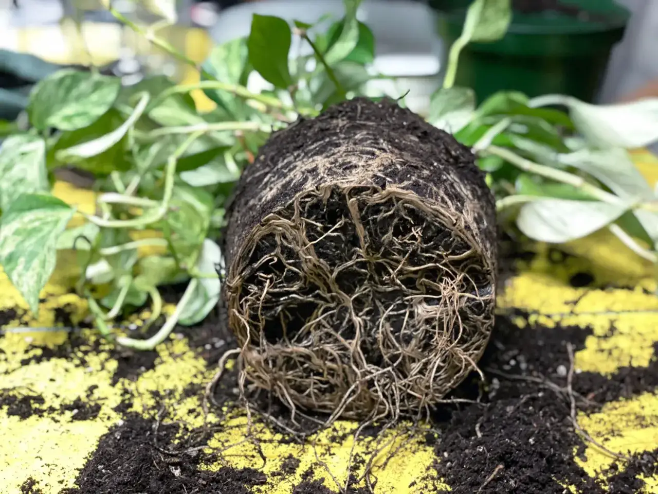 Raíces de planta enredadas, indicando que es momento de saber cuándo trasplantar.