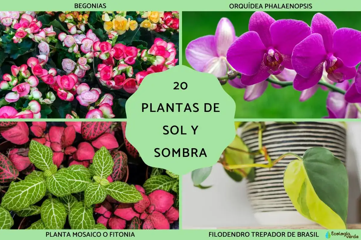 Begonias, orquídea, planta mosaico y filodendro son algunas de las plantas de exterior en maceta ideales para sol y sombra.