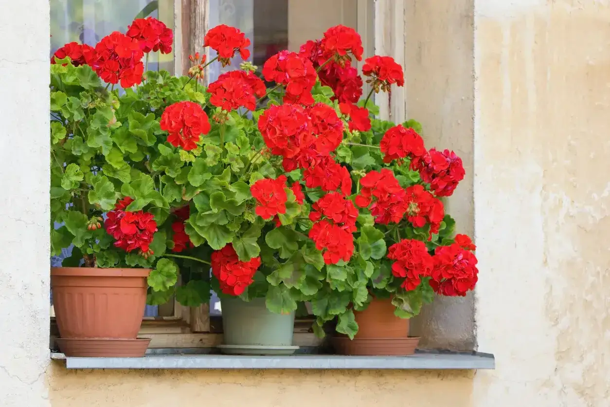 Geranios rojos vibrantes en macetas en un alféizar, ¡parecen haber recibido un poco de vinagre para los geranios para florecer así!