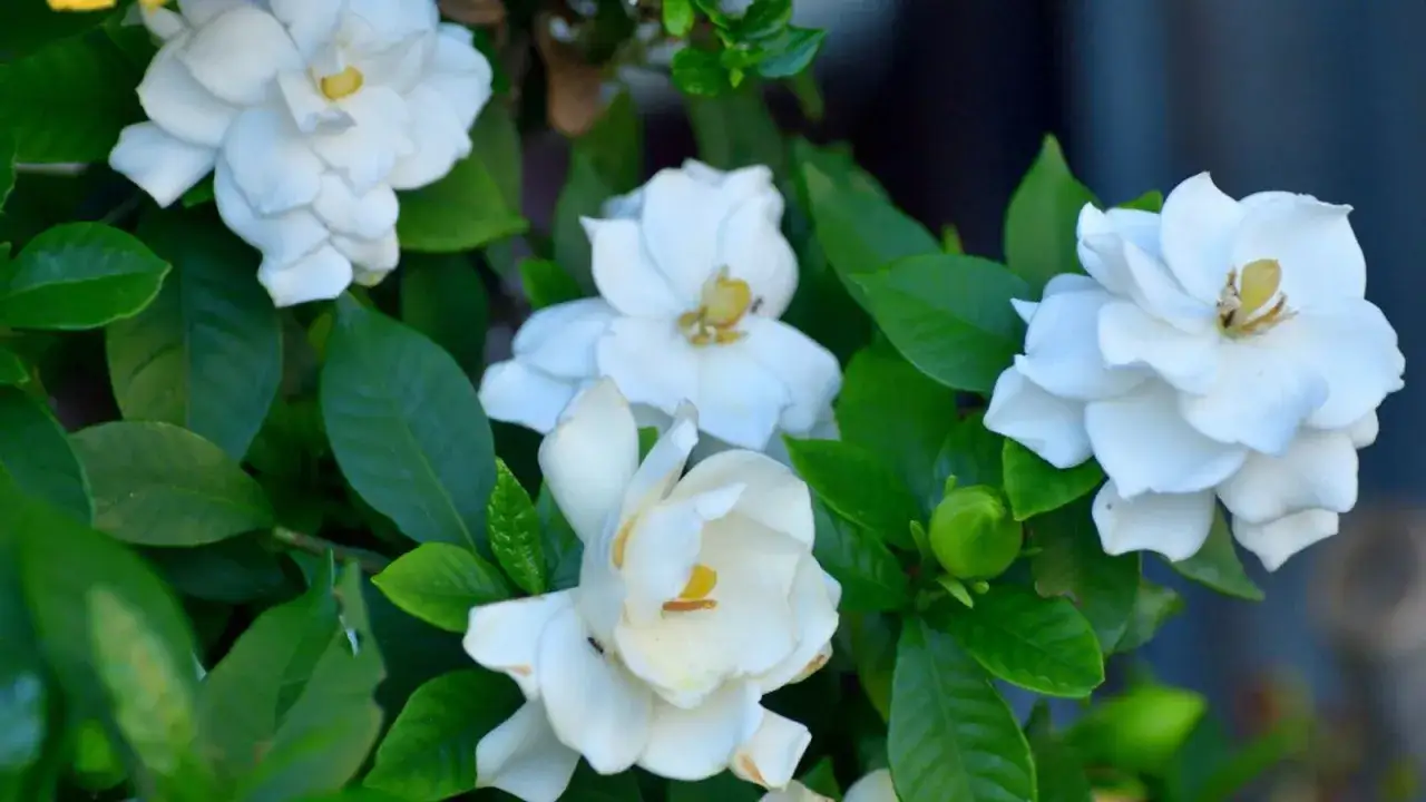 Gardenias blancas y fragantes, perfectas para tu jardín. Conoce los cuidados esenciales para que florezcan.