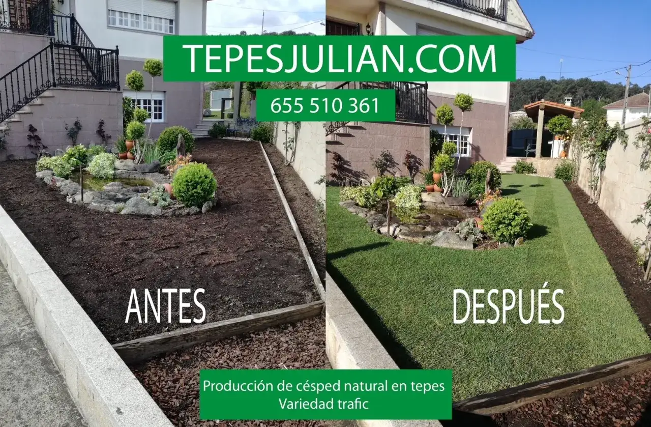 Antes y después de un jardín. La imagen muestra la transformación de un área de tierra a un césped verde y frondoso, ideal para saber cuándo sembrar césped y disfrutar de un espacio exterior renovado.