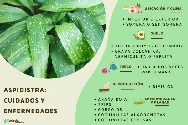 Aspidistra: cuidados y enfermedades. Hojas verdes con manchas blancas, consejos de ubicación, suelo, riego, reproducción y plagas.