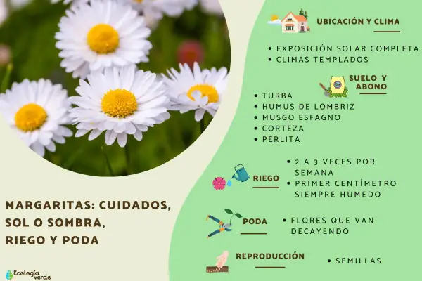 Primer plano de una margarita flor blanca con centro amarillo, rodeada de otras flores y hierba. La imagen incluye consejos de cuidado para margaritas.