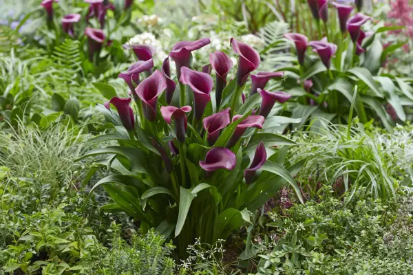 Un grupo de elegantes **plantas cala** de color burdeos profundo florecen entre follaje verde exuberante y otras plantas pequeñas.