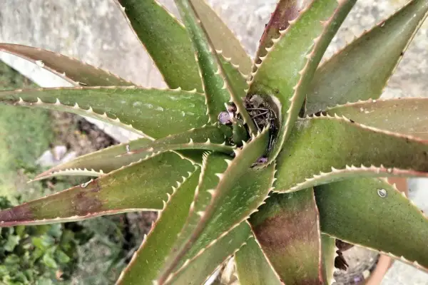 Planta de aloe vera con hojas verdes y espinosas, mostrando algunas manchas marrones que podrían indicar enfermedades.