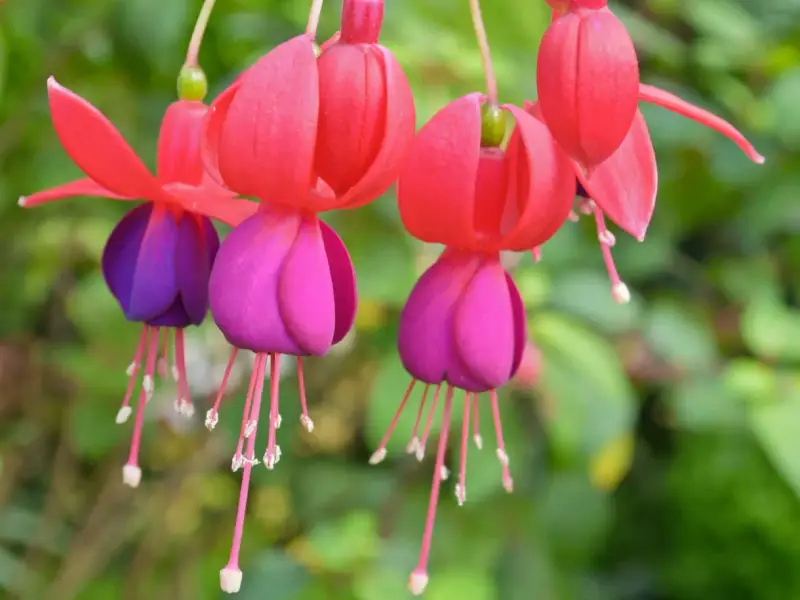 Flores de fucsia planta, con pétalos rojos y morados, cuelgan delicadamente.